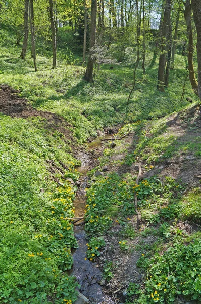 Small Mountain River Flows Two Slopes Covered Green Grass Yellow — Foto Stock