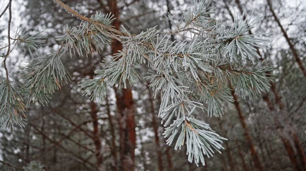 Pine Branch Long Needles Covered Frost Forest Winter Day — 图库照片