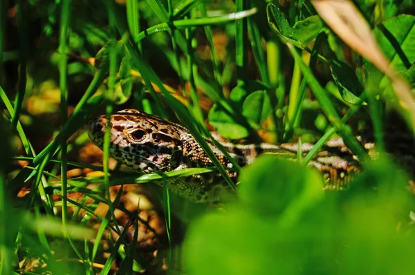 Lizard with shiny skin sits in green bright grass on a lawn on a sunny spring day