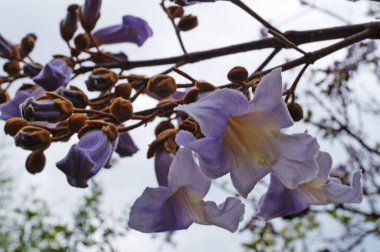 Bir bahar günü parkta tomurcukları ve çiçekleri olan narin mor yaprakları olan ağaç dalı.