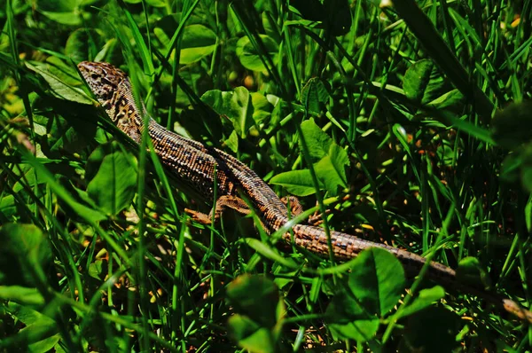 Lizard Shiny Skin Sits Green Bright Grass Lawn Sunny Spring — Stockfoto