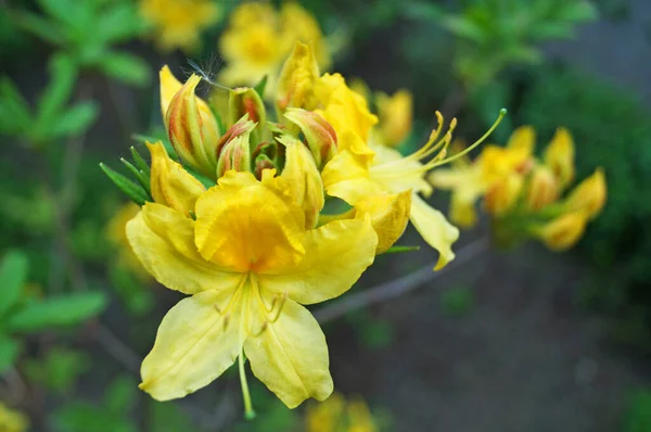 Квітка Рододендрона Ніжними Жовтими Пелюстками Гілці Зеленим Листям Кущі Парку — стокове фото