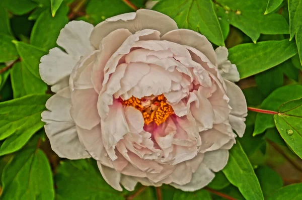 Flor Peonía Con Delicados Pétalos Rosados Centro Amarillo Una Rama — Foto de Stock