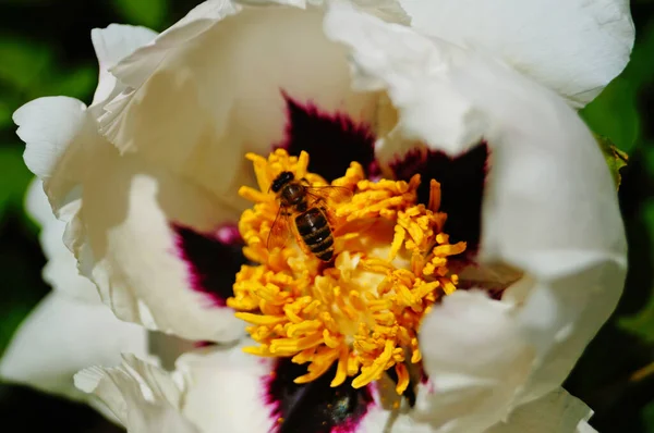 Beyaz taç yaprakları olan şakayık bir çiçeğin üzerinde oturan bir arı ve bir bahar günü çalılıkta sarı ve leylak rengi bir merkez.