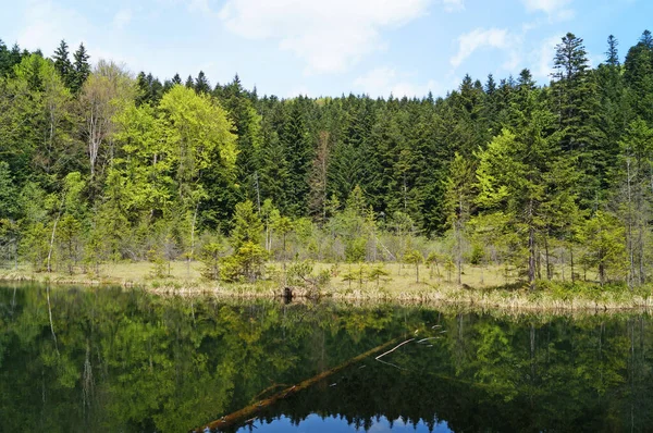 Θέα Μια Ορεινή Λίμνη Που Περιβάλλεται Από Ψηλά Πράσινα Δέντρα — Φωτογραφία Αρχείου