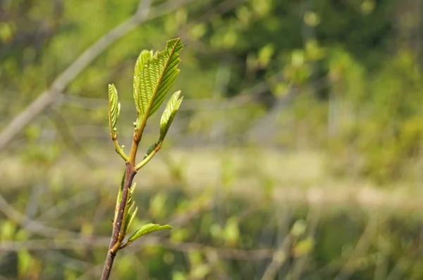 Гілка Молодого Дерева Яким Зеленим Листям Дереві Парку Весняний День — стокове фото