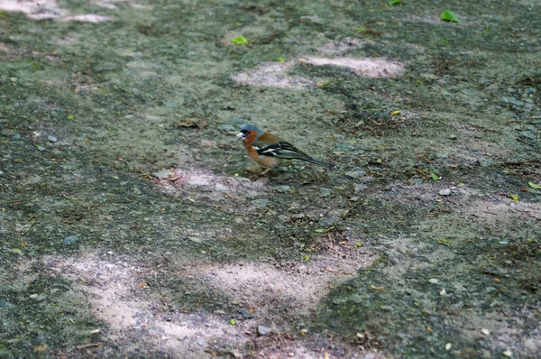 A finch bird with red, brown and blue feathers sits on a stone in a park on a spring day