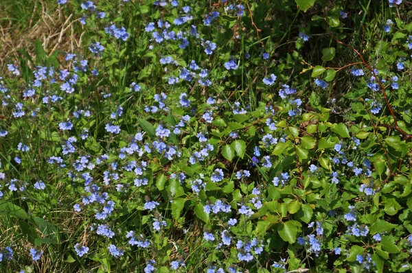 Lawn Covered Small Flowers Delicate Blue Petals Green Grass Spring — 图库照片