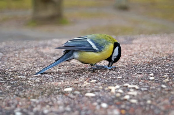 Tit Bird Sits Stone Eats Seed Winter Day — Stok fotoğraf
