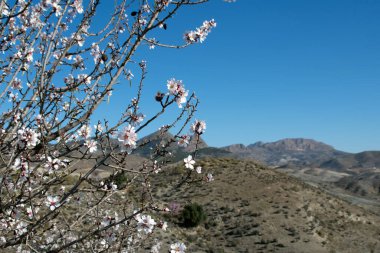 Badem Ağacı Çiçeği. Badem Ağacı Çiçeği İlkbaharda veya La