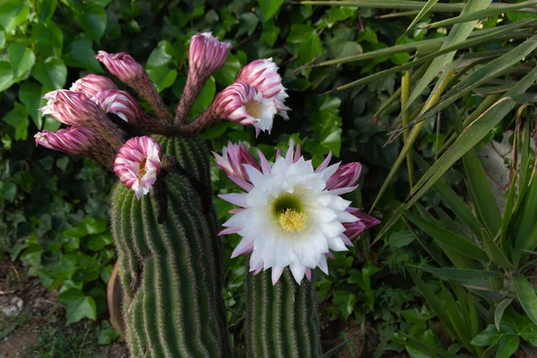 인기있는 선인장 Echinopsis Pachanoi Syn 트리코 세레우스 노이는 이름으로 알려져 — 스톡 사진