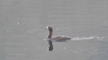  Trezzo, Lombardy, İtalya 'daki Adda Nehri' nde karabatak