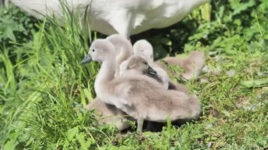 Trezzo, Lombardy, İtalya 'daki Adda nehri boyunca yavru kuğular