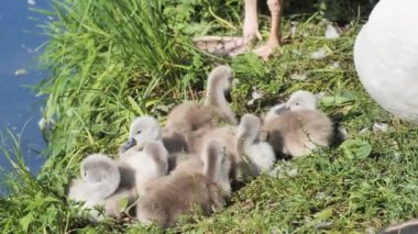 Trezzo, Lombardy, İtalya 'daki Adda nehri boyunca yavru kuğular