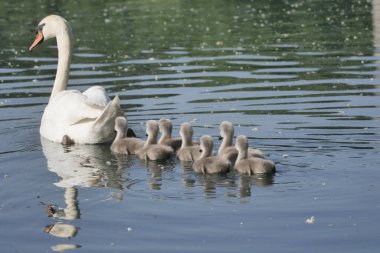  Trezzo, Lombardy, İtalya 'daki Adda nehri boyunca yavru kuğular