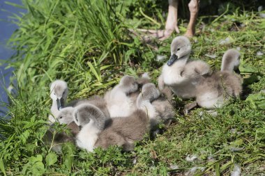  Trezzo, Lombardy, İtalya 'daki Adda nehri boyunca yavru kuğular