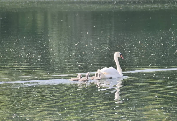  Trezzo, Lombardy, İtalya 'daki Adda nehri boyunca yavru kuğular