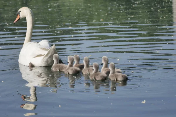  Trezzo, Lombardy, İtalya 'daki Adda nehri boyunca yavru kuğular