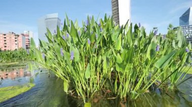 Havayolları Porta Garibaldi bölgesinde, Milan, Lombardy.