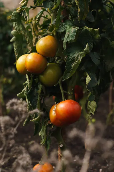 Grandes Tomates Mûrir Dodues Poussant Sur Une Vigne Dans Potager — Photo