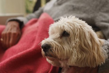 Muhteşem tüylü Cockapoo köpeği bir adam tarafından kucaklanıyor ve okşanıyor..