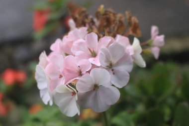 Güzel ve romantik bir bahçede pembe çiçekler.