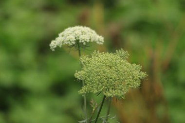 Benzersiz detay ve dokuya sahip havuç sebze çiçeğinin yakın fotoğrafını çek..