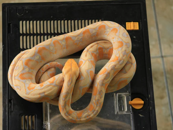 Python Branco Com Cor Pele Exótica Padrão Python Branco Com — Fotografia de Stock