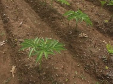 Endonezya, Porang 'daki geniş Porang tarlası kozmetik ve tıbbi bir malzeme görevi görüyor..