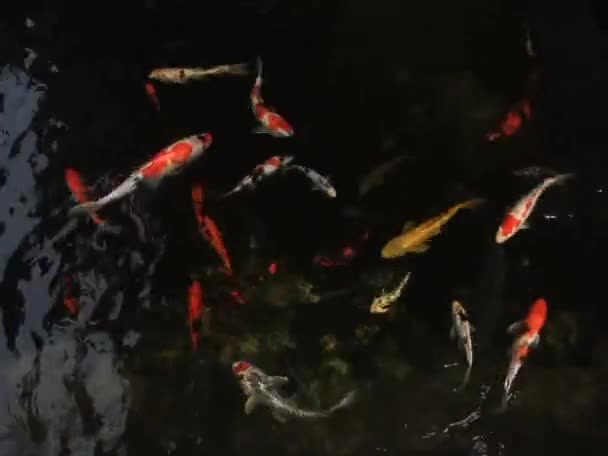 Szkoły Ryb Koi Wydają Się Pływać Szczęśliwie Zdrowo Stawie Czystą — Wideo stockowe