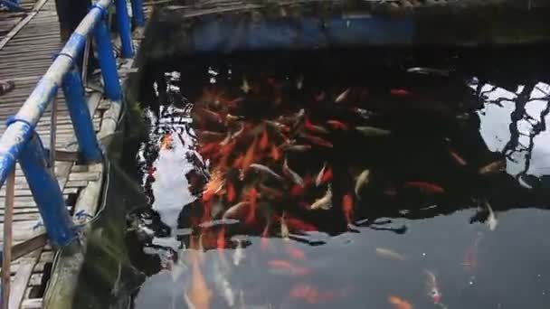 Underbar Menjer Lake Tourism Object Wonosobo Regency Central Java Indonesien — Stockvideo