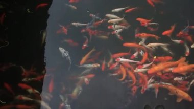 Koi balığı sürüleri temiz ve temiz sularla dolu bir gölette mutlu ve sağlıklı yüzüyorlar..