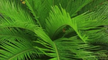 Cycad bitkisinin yapraklarındaki çiğ tanesinden gelen güzel ve ferahlatıcı doğa ayrıntıları. Bu bitki süslemeli ve tropikal duygularla dolu..