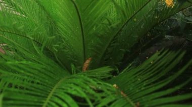 Cycad bitkisinin yapraklarındaki çiğ tanesinden gelen güzel ve ferahlatıcı doğa ayrıntıları. Bu bitki süslemeli ve tropikal duygularla dolu..