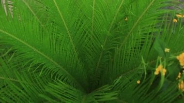 Cycad bitkisinin yapraklarındaki çiğ tanesinden gelen güzel ve ferahlatıcı doğa ayrıntıları. Bu bitki süslemeli ve tropikal duygularla dolu..