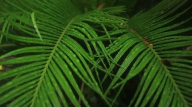 Cycad bitkisinin yapraklarındaki çiğ tanesinden gelen güzel ve ferahlatıcı doğa ayrıntıları. Bu bitki süslemeli ve tropikal duygularla dolu..
