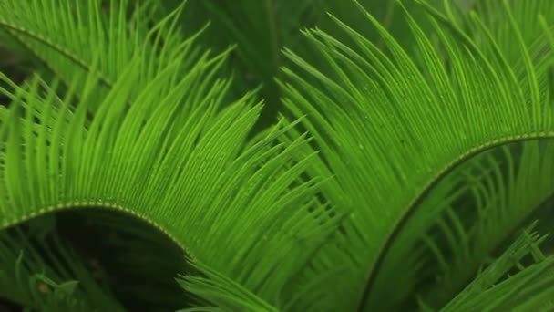 Освежая Природу Росой Листьях Растения Cycad Растение Красиво Полно Аромата — стоковое видео