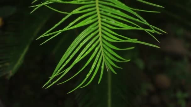 Cycad Bitkisinin Yapraklarındaki Çiğ Tanesinden Gelen Güzel Ferahlatıcı Doğa Ayrıntıları — Stok video