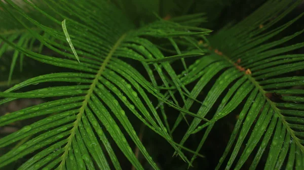 Vacker Och Uppfriskande Natur Detalj Från Dagg Bladen Cycad Anläggningen — Stockfoto