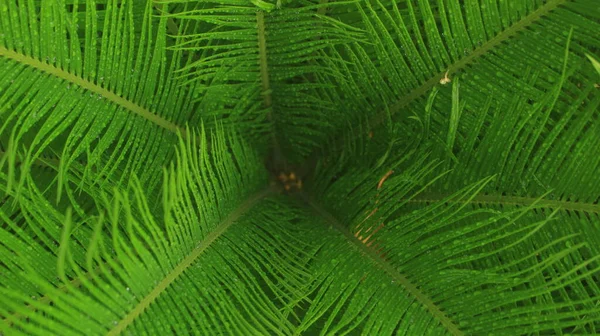 Prachtige Verfrissende Natuur Detail Van Dauw Bladeren Van Cycad Plant — Stockfoto