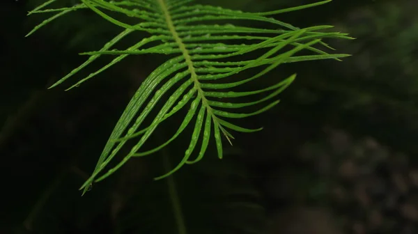 Prachtige Verfrissende Natuur Detail Van Dauw Bladeren Van Cycad Plant — Stockfoto