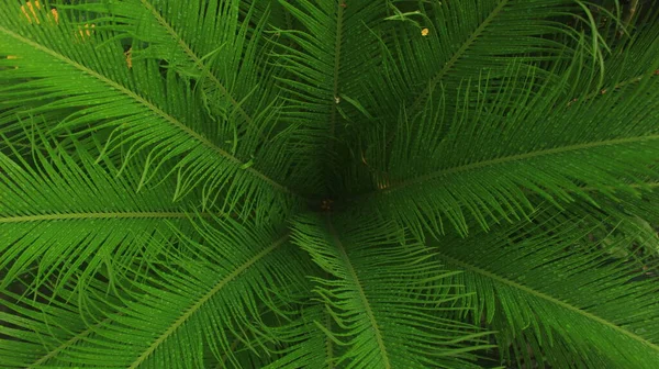 Prachtige Verfrissende Natuur Detail Van Dauw Bladeren Van Cycad Plant — Stockfoto