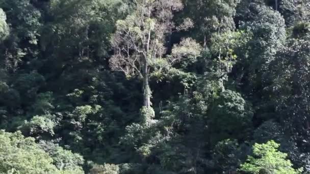 在印度尼西亚 作为世界肺脏之一的热带雨林的美丽是一种异国情调 — 图库视频影像
