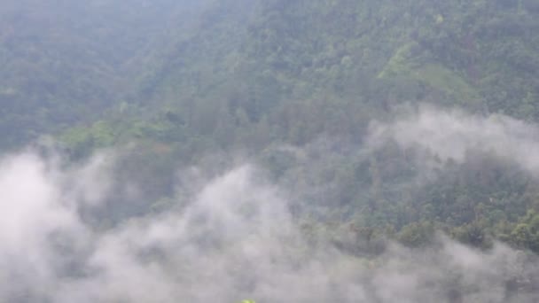 Exotism Skönheten Tropiska Skogar Morgonen Indonesien Som Lungorna Världen — Stockvideo