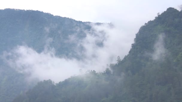 Endonezya Sabah Tropikal Ormanların Güzelliğinin Egzotizmi Dünyanın Akciğerlerinden Biri Olarak — Stok video