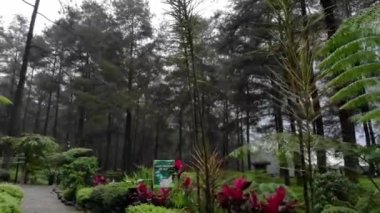 drone video exotic scenery and natural coolness in the pine forest, this pine forest is a tourist attraction called Limpakuwus in Purwokerto Indonesia.