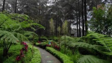 drone video exotic scenery and natural coolness in the pine forest, this pine forest is a tourist attraction called Limpakuwus in Purwokerto Indonesia.