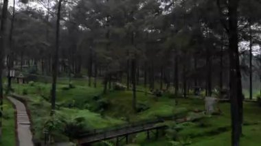drone video exotic scenery and natural coolness in the pine forest, this pine forest is a tourist attraction called Limpakuwus in Purwokerto Indonesia.