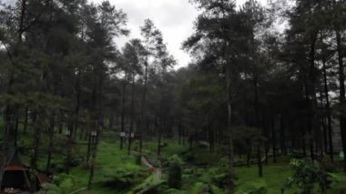 drone video exotic scenery and natural coolness in the pine forest, this pine forest is a tourist attraction called Limpakuwus in Purwokerto Indonesia.