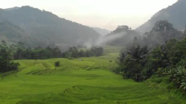 exotic scenery of rice terraces in rural Indonesia. the rural atmosphere is very comfortable and cool.